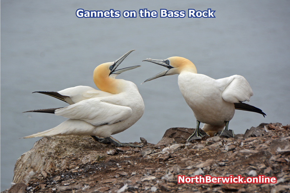 Gannets on the Bass Rock